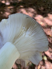 Russula xerampelina