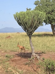 Alcelaphus buselaphus lelwel