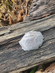 Reticularia lycoperdon