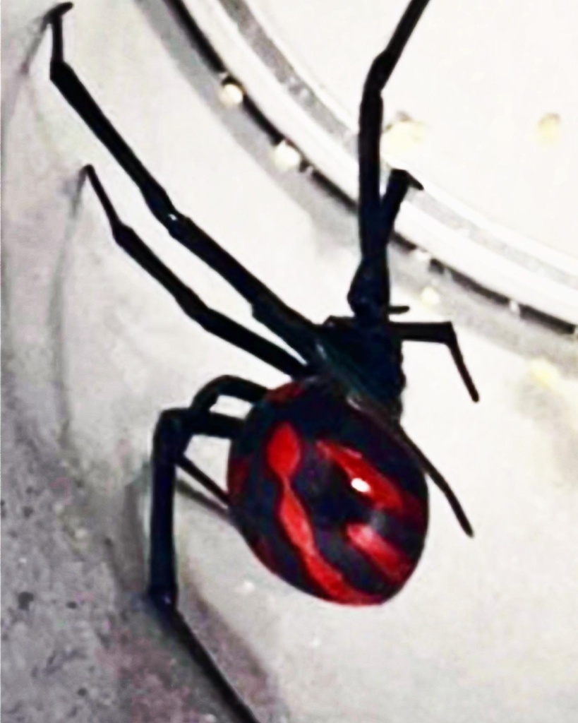 widow spiders
