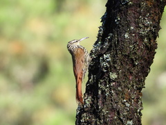 Lepidocolaptes leucogaster