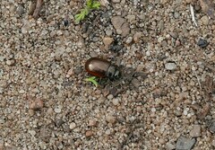 Chrysolina marginata