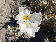 Argemone munita