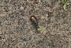 Chrysolina marginata
