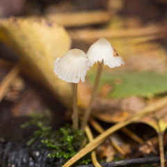 Mycena