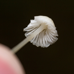 Mycena