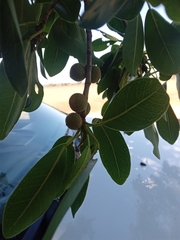Ficus burkei