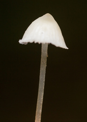 Mycena