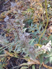 Lithospermum occidentale