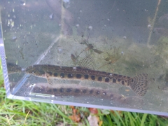 Cobitis taenia