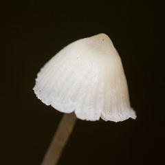 Mycena