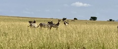Equus quagga borensis