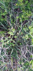 Pelargonium tetragonum