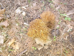 Andricus caputmedusae