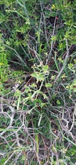 Pelargonium tetragonum