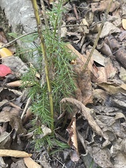 Dendrolycopodium dendroideum