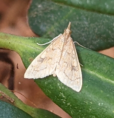 Udea rubigalis