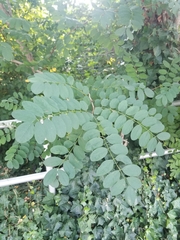 Robinia pseudoacacia