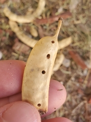 Algarobius prosopis