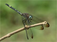 Dythemis nigra