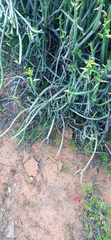 Pelargonium tetragonum