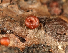 Ophiotheca chrysosperma