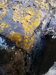 Trentepohlia aurea