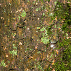 Phaeophyscia orbicularis