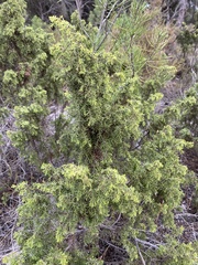 Juniperus navicularis