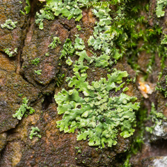 Phaeophyscia orbicularis