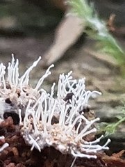 Polycephalomyces