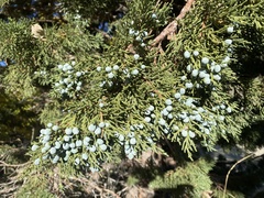 Juniperus grandis