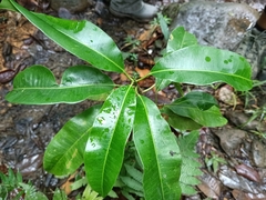 Sapium laurocerasus