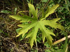 Napaea dioica