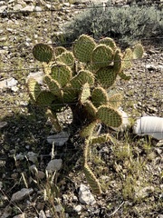 Opuntia strigil