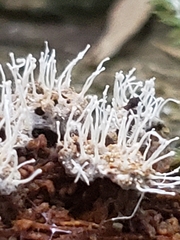 Polycephalomyces