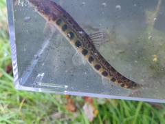 Cobitis taenia