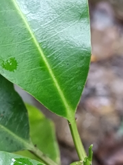Sapium laurocerasus