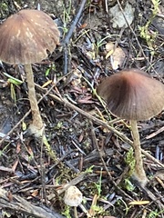 Tubariaceae