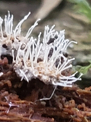 Polycephalomyces