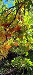 Sorbus scopulina