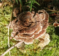 Thelephora terrestris