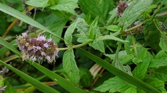Mentha longifolia