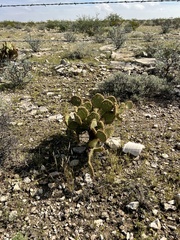 Opuntia strigil