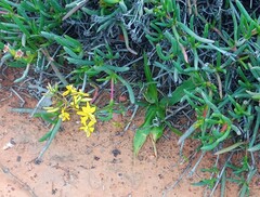 Cyanella lutea lutea