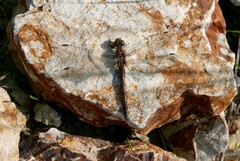 Sympetrum vulgatum