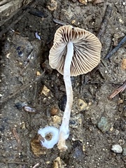 Tubariaceae