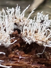 Polycephalomyces