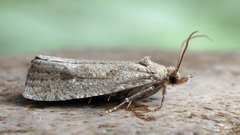 Epiblema grandaevana