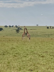 Giraffa camelopardalis rothschildi
